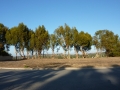lisas-lot-020
